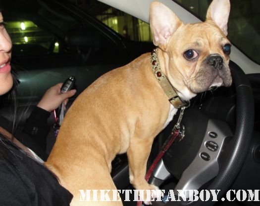 Theo French bulldog adorable cute stunning mike sametz kirsten dunst