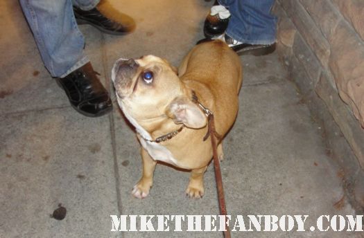 Theo the cute french bulldog waiting outside a screening of super 8 at the aero theatre with JJ abrams