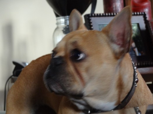 the cutest most adorable french bulldog ever named theo brown french bulldog rare 