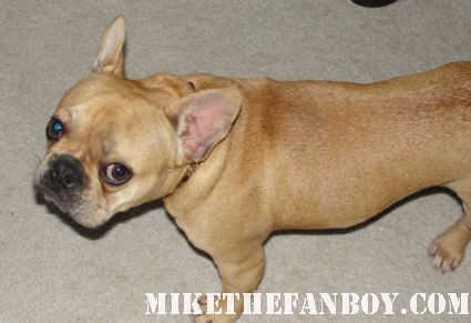 Theo the cutest french bulldog in the world mini french bulldog brown color rare adorable french bulldog Theo