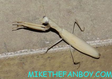 a yellow praying mantis hanging out at the egyptian theatre in los angeles rare hollywood wildlife