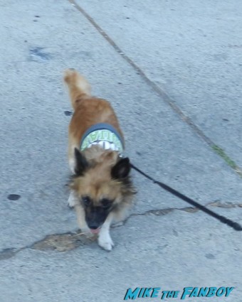 Sammy rhodes pinky's dog a cute labrador mix hanging around meeting jason ritter