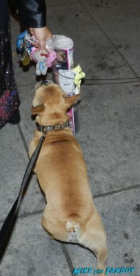 theo the adorable french bulldog brown rare biting pinky lovejoy's hello kitty keychain pinky lovejoy posing with her dog sammy rhodes at andrew mccarthy's book signing at the aero theater