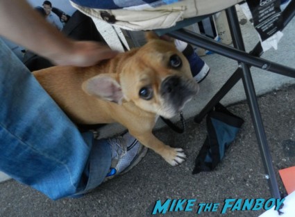 theo the adorable french bulldog sitting behind the barricade waiting for Matthew Fox and Emily Vancamp to sign autographs matthew fox emily vandecamp signing autographs for fans 001