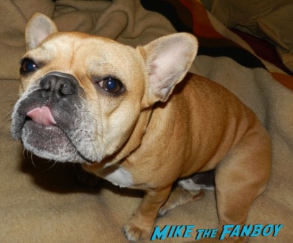 Theo the cutest french bulldog in the world sticking out his tounge