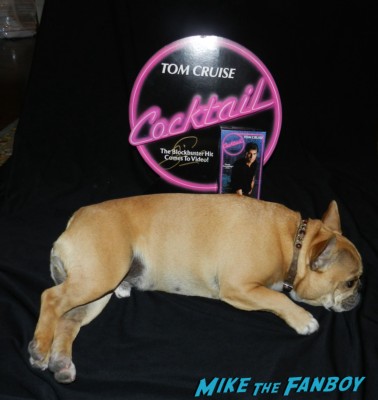 theo the french bulldog laying in front of the tom cruise signed autograph cocktail counter standee rare promo hot tom cruise signing autographs oblivion world movie premiere 062