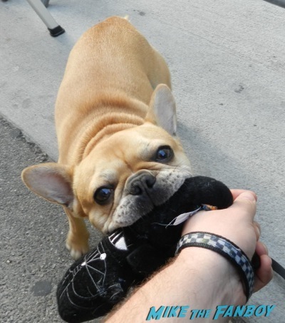 cute french bulldog theo chewing on a darth vader dog toy
