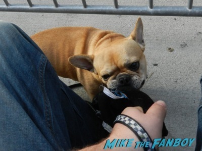 cute french bulldog theo chewing on a darth vader dog toy