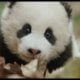Disneynature's born in china blu-ray review 1